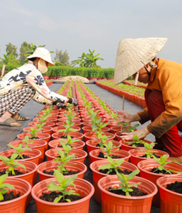 Tổng hợp thông tin báo chí liên quan đến TP. HCM ngày 24/12/2024