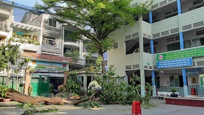 TP. Hồ Chí Minh ứng phó với nguy cơ cây xanh gãy đổ trong mùa mưa