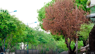 [VIDEO] Lý do hàng loạt cây xanh trên đường phố TP. HCM chết khô