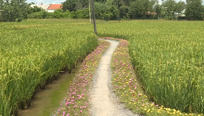 [Video] TP.HCM "trải thảm hoa” cho đường để ngăn xả rác