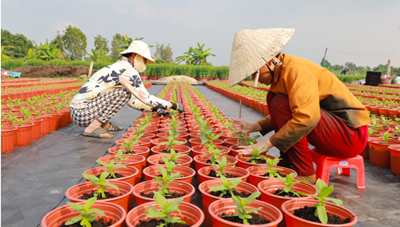 Tổng hợp thông tin báo chí liên quan đến TP. HCM ngày 24/12/2024