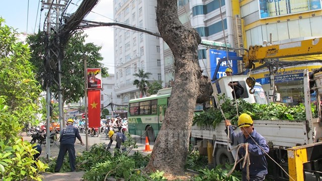 TPHCM triển khai các biện pháp phòng, chống, ứng phó với mưa giông, gió giật và cây xanh ngã đổ 