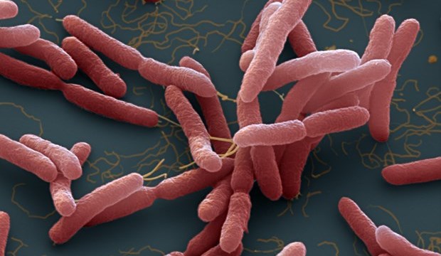 Bộ Y tế khuyến cáo cộng đồng cách phòng bệnh 'vi khuẩn ăn thịt người'