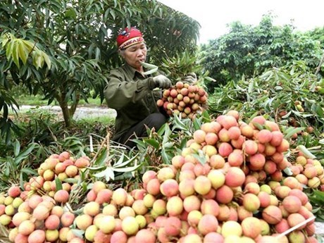 UBND huyện Lục Ngạn: Vải thiều sớm không có giá 2.000 đồng/kg