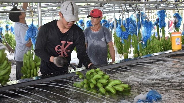 TPHCM: 37,1 tỷ đồng đào tạo nghề cho hơn 8.000 lao động nông thôn