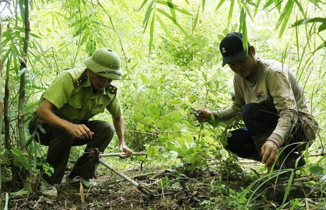 Lực lượng chức năng v&agrave; nh&acirc;n d&acirc;n v&ugrave;ng đệm th&aacute;o gỡ bẫy l&ograve; xo đặt trong Vườn Quốc gia Yok Đ&ocirc;n. (Ảnh: Tuấn Anh/TTXVN)