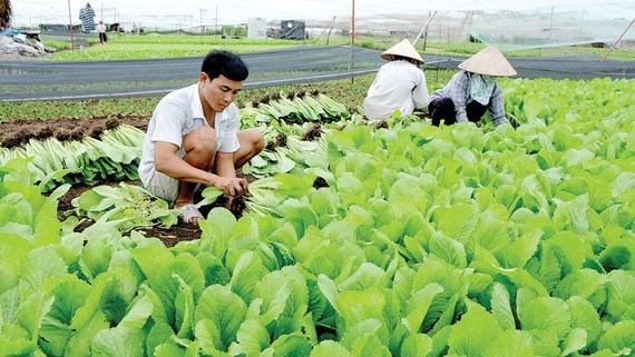 N&ocirc;ng d&acirc;n TPHCM sản xuất rau an to&agrave;n. Ảnh: TH&Agrave;NH TR&Iacute;