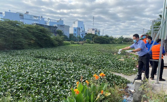 Thả thi&ecirc;n địch để kiểm so&aacute;t lục b&igrave;nh tại quận B&igrave;nh T&acirc;n