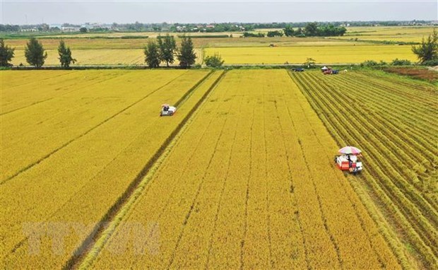 Điều tiết linh hoạt để đảm bảo an ninh lương thực quốc gia - Ảnh 2