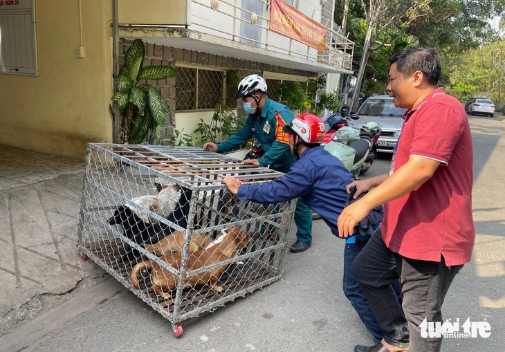 Ch&oacute; thả r&ocirc;ng sau khi bị bắt sẽ được nhốt tạm thời (khoảng 48 tiếng) v&agrave; th&ocirc;ng b&aacute;o cho chủ ch&oacute; qua c&aacute;c nh&oacute;m tin nhắn khu vực - Ảnh: CH&Acirc;U TUẤN