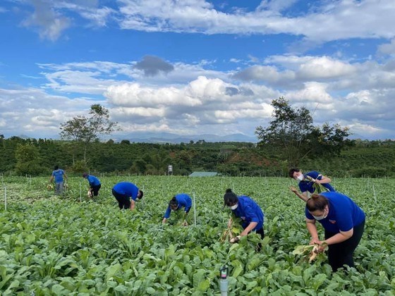 Một nh&oacute;m thiện nguyện thu hoạch rau xanh gi&uacute;p n&ocirc;ng d&acirc;n L&acirc;m Đồng, đưa về TPHCM trao từ thiện cho b&agrave; con trong c&aacute;c địa điểm c&aacute;ch ly dịch Covid-19. Ảnh: HO&Agrave;NG NGỌC