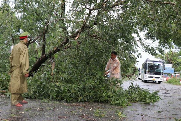 Lực lượng cảnh sát giao thông Công an huyện Bình Sơn, Quảng Ngãi cắt, thu dọn cây xanh bị ngã đổ đảm bảo an toàn cho người dân lưu thông. (Ảnh: Phạm Cường/TTXVN)