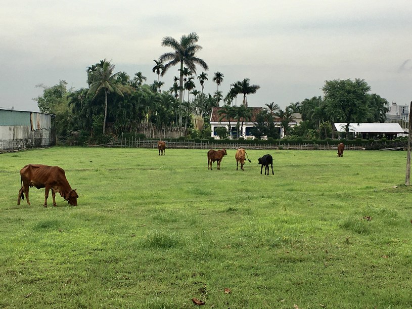 Nhiều khu đất ở H&oacute;c M&ocirc;n c&oacute; vị tr&iacute; đẹp nhưng chưa được khai th&aacute;c đ&uacute;ng tiềm năng