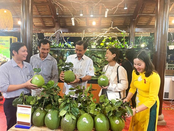 Bưởi da xanh của Hộ kinh doanh Vũ Đình Tứ (huyện Bình Chánh) đạt chứng nhận sản phẩm OCOP