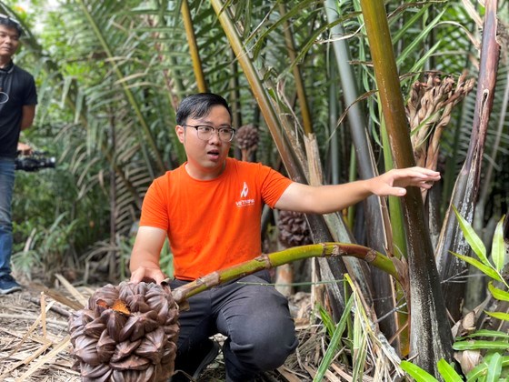 Công ty cổ phần Dừa nước Việt Nam (huyện Cần Giờ), hướng dẫn lấy mật từ dừa nước đang đạt sản phẩm OCOP 3-4 sao