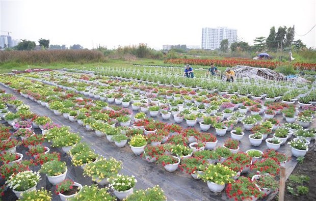 Một nh&agrave; vườn trồng hoa, c&acirc;y kiểng tại phường Thới An, quận 12. (Ảnh: Xu&acirc;n Anh/TTXVN)
