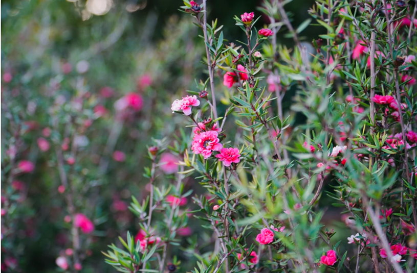 Lo&agrave;i hoa nhất chi mai với sắc hồng ngọt ng&agrave;o biểu tượng cho sự may mắn, t&agrave;i lộc, được c&aacute;c nh&agrave; vườn nhập từ miền Bắc về.