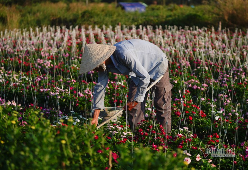 Thời tiết thuận lợi kh&ocirc;ng gặp phải mưa n&ecirc;n hoa ra đ&uacute;ng dịp Tết, nhưng người d&acirc;n nơi đ&acirc;y cho biết nắng n&oacute;ng cũng l&agrave;m ảnh hưởng đến c&ocirc;ng chăm s&oacute;c hoa.