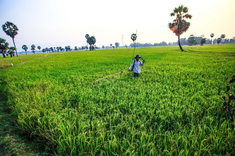 V&ugrave;ng Tứ gi&aacute;c Long Xuy&ecirc;n thuộc địa b&agrave;n c&aacute;c tỉnh An Giang, Ki&ecirc;n Giang v&agrave; th&agrave;nh phố Cần Thơ, hiện l&agrave; v&ugrave;ng trọng yếu về sản xuất n&ocirc;ng nghiệp của đồng bằng s&ocirc;ng Cửu Long v&agrave; cả nước. (Ảnh: Trọng Đạt/TTXVN)