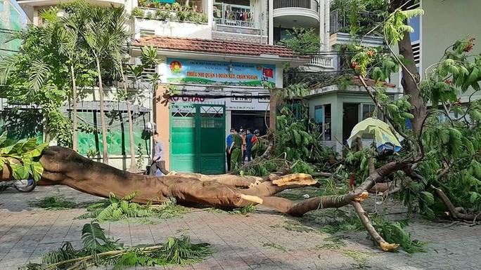 C&acirc;y phượng bật gốc trong s&acirc;n Trường THCS Bạch Đằng (quận 3)