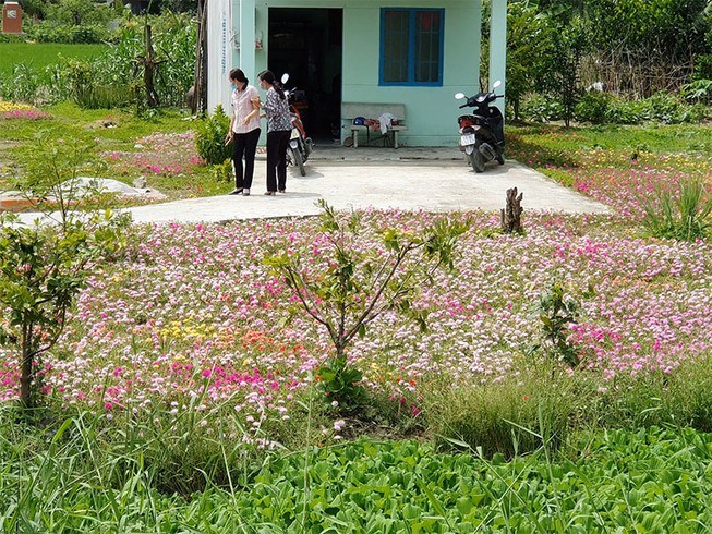 Vườn hoa mười giờ trước căn nh&agrave; nhỏ l&agrave; điểm &ldquo;check in&rdquo; của rất nhiều người. Ảnh: ĐẶNG L&Ecirc;