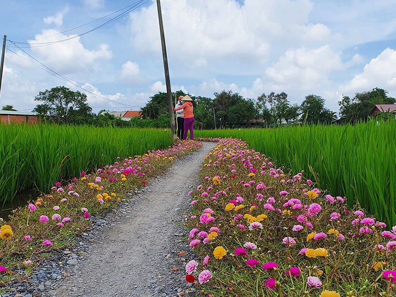 Con đường hoa đi xuy&ecirc;n qua c&aacute;nh đồng của chị Hương tại x&atilde; Quy Đức thu h&uacute;t nhiều người tới chụp ảnh. Ảnh: ĐẶNG L&Ecirc;