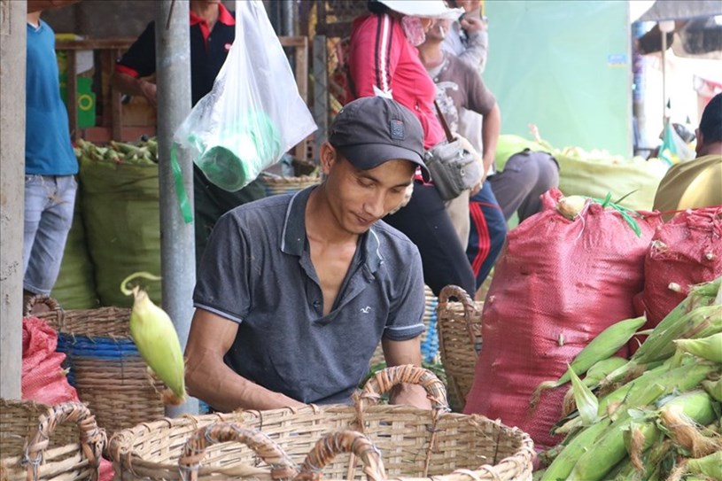 Ng&ocirc;i chợ chỉ b&aacute;n duy nhất một mặt h&agrave;ng l&agrave; tr&aacute;i bắp (ng&ocirc;). Ảnh: Hu&acirc;n Cao